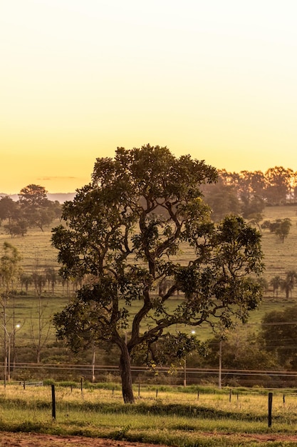 Angiosperm tree at sunset