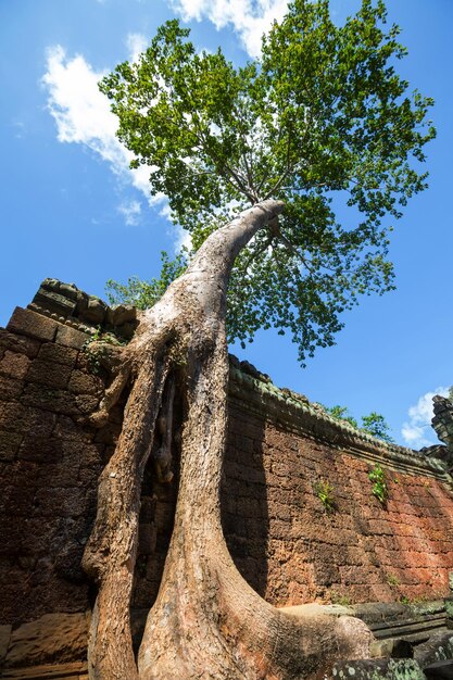Фото Ангкор