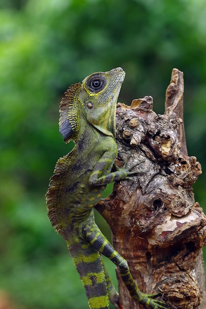 Ящерица с угловой головой на ветке Gonocephalus grandis животное крупным планом