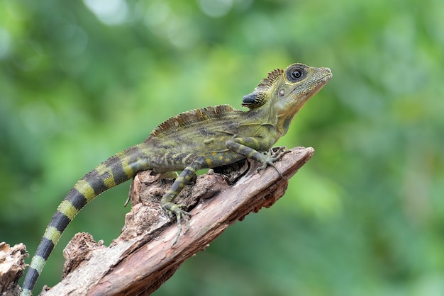 나무 줄기에 각도 머리 도마뱀 Gonocephalus Bornensis