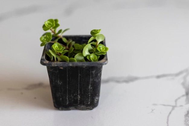 Angle tears small plant in plastic pot