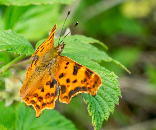 anglewing butterfly closeup