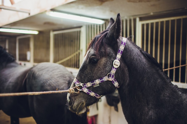 Anglo-arabian racehorse watching other horses out of the stable