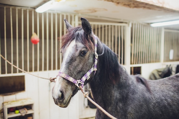 Anglo-arabisch renpaard kijken naar andere paarden uit de stal