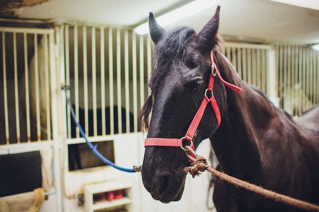 Anglo-arabisch renpaard kijken naar andere paarden uit de stal