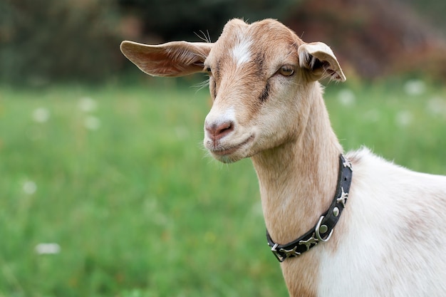 Anglo Nubian goat in the meadow looks into the distance and smiles