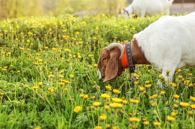 Anglo Nubische geit grazen, gras eten op weide vol met paardebloemen, verlicht door zonsondergang avondlicht.