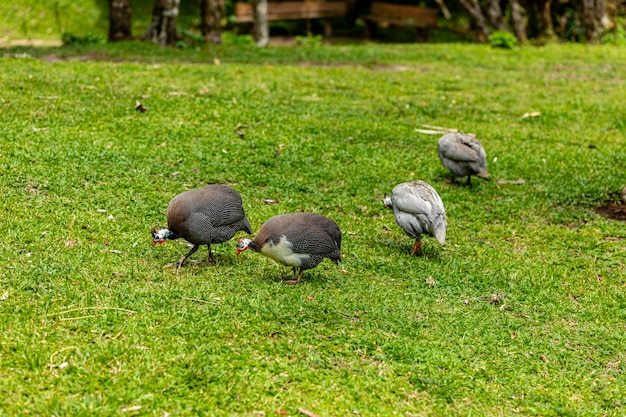 Gallina dell'angola che cammina sul prato dell'azienda agricola.