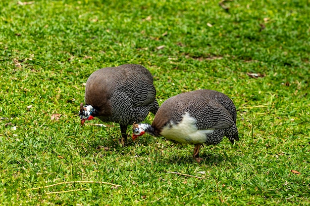 Gallina dell'angola che cammina sul prato dell'azienda agricola.