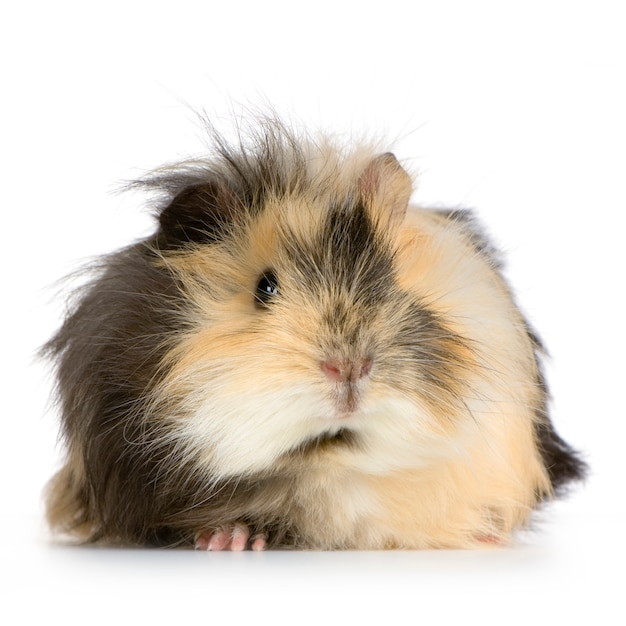 Angora cavia geïsoleerd