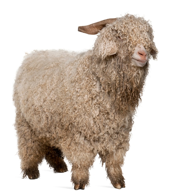 Angora goat in front of white background