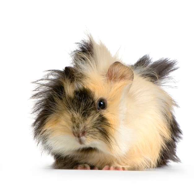 Cavia di angora isolata