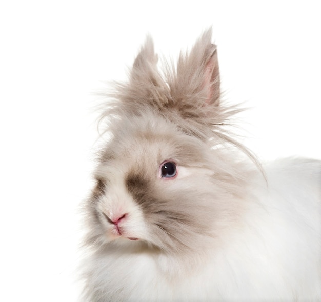 Angora rabbit close up against white background