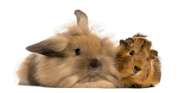 Angora rabbit and Guinea pig isolated