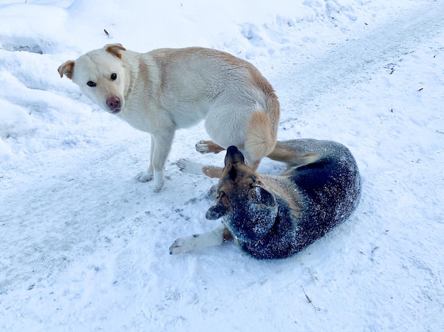 怒っている攻撃的な犬が外で戦っています。ホームレスの危険な犬。ホームレスの動物の問題