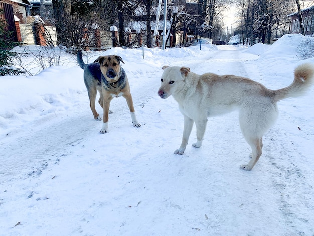 Angry aggressive dogs are fighting outside. homeless dangerous dogs. the problem of homeless animals