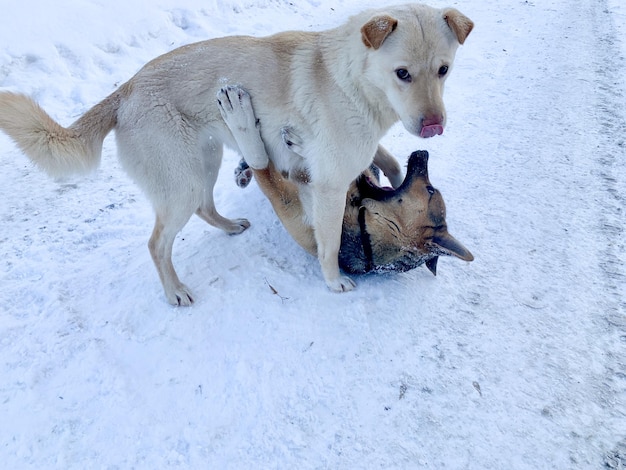 怒っている攻撃的な犬が外で戦っています。ホームレスの危険な犬。ホームレスの動物の問題