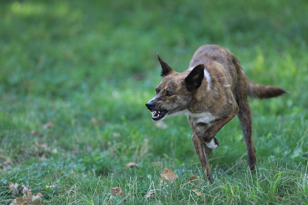 Angry aggressive mad dog outdoors in the park