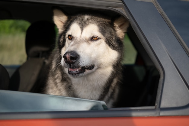 Angry alaskan malamute dog sit in car. guards the car.