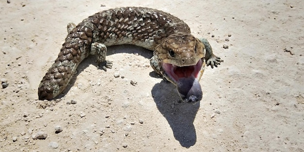 Photo angry blue tongue lizard