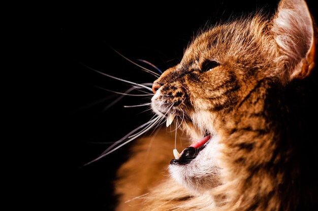 Angry cat on black background