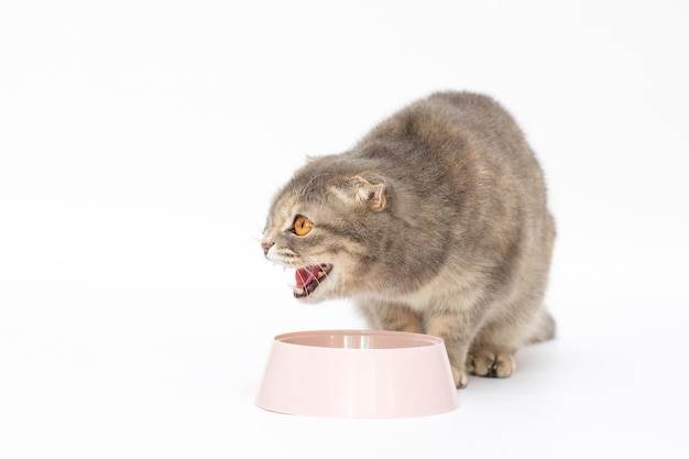 Angry cat eating forage from plastic bowl on white background