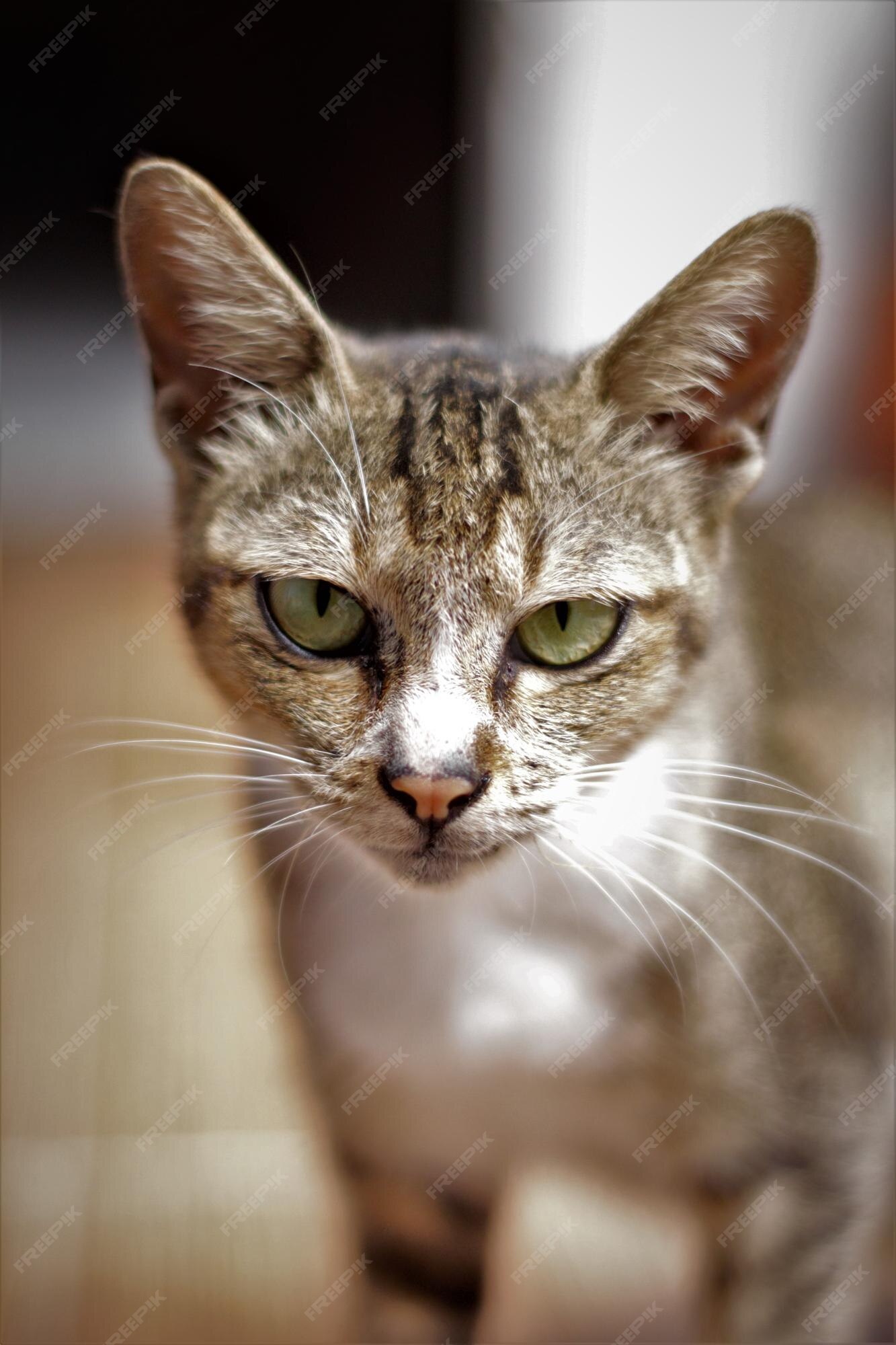 Premium Photo  Angry cat face portrait close up