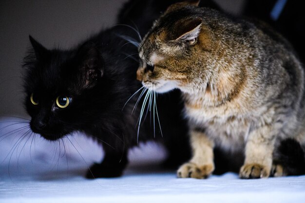 Angry cat looking to an other cat