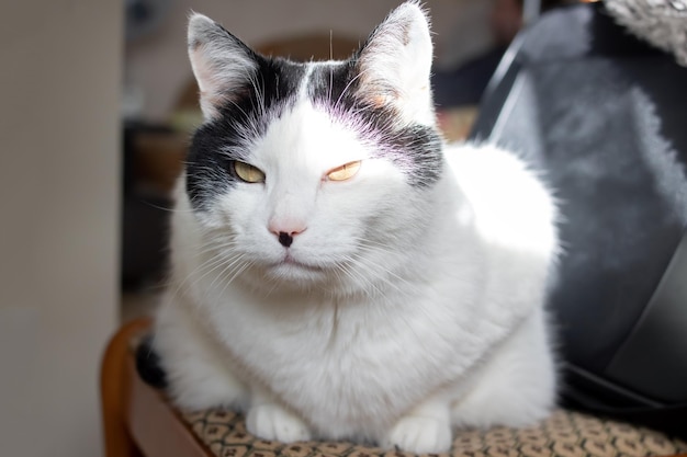 日光の下で怒っている猫をクローズ アップの肖像画