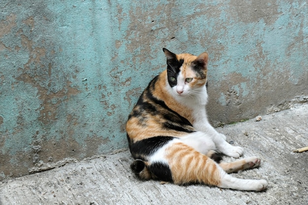 Angry cat with unhappy close up