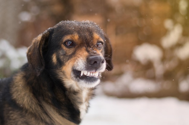 Il cane arrabbiato mostra i denti animali domestici
