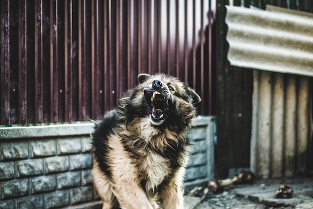 Foto cane arrabbiato