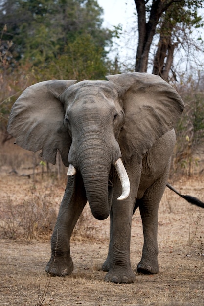 L'elefante arrabbiato è in piedi sulla strada