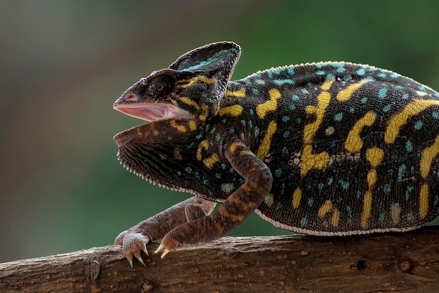 Angry female veiled chameleon on a tree branch