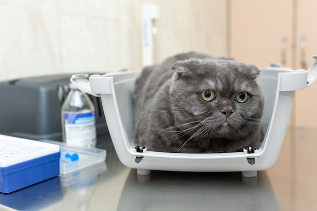 Злой пушистый серый кот у ветеринара