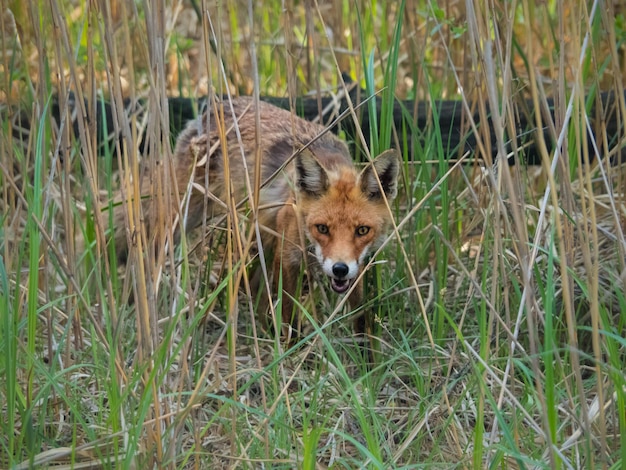 Angry fox in the grass