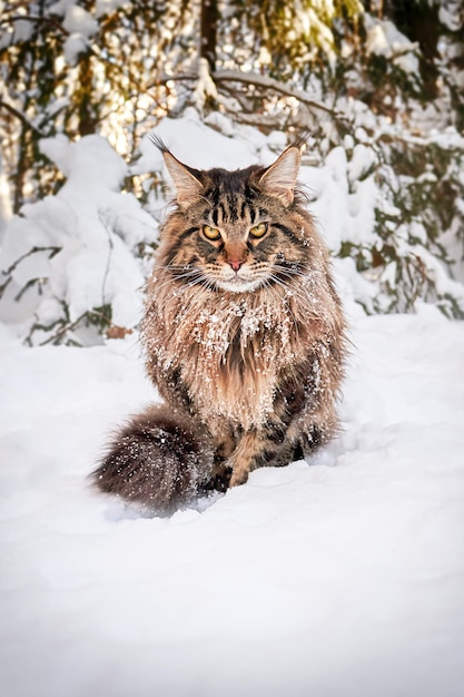 Photo angry frozen cat on snow looks angrily at the camera wornout pet freezes outside in severe frost