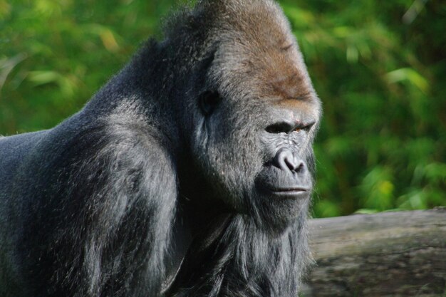 Angry gorilla