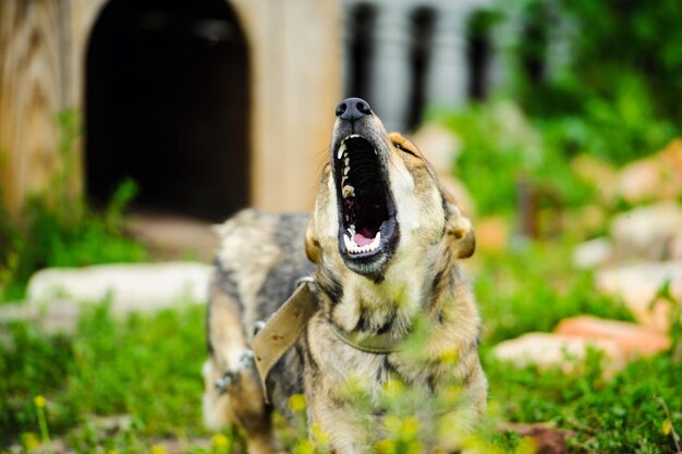 写真 怒っている番犬