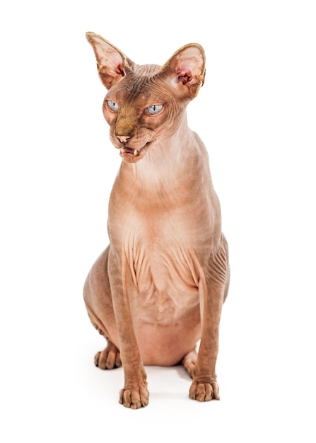 Angry Hairless Sphynx Cat Hissing