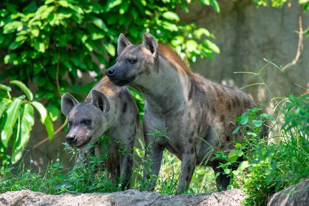 Angry hyenas looking for food in a forest