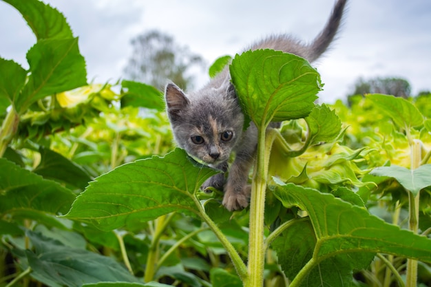 Angry kitten sitting on a sunflower in the field.