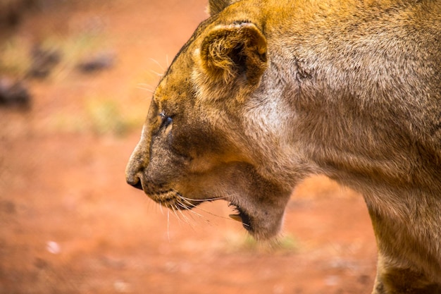 An angry lioness at the Nairobi orphanage Kenya