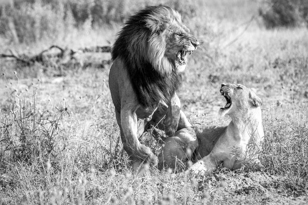 Photo angry lions on grassy field