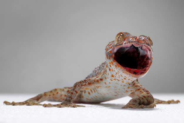 Photo angry lizard closeup