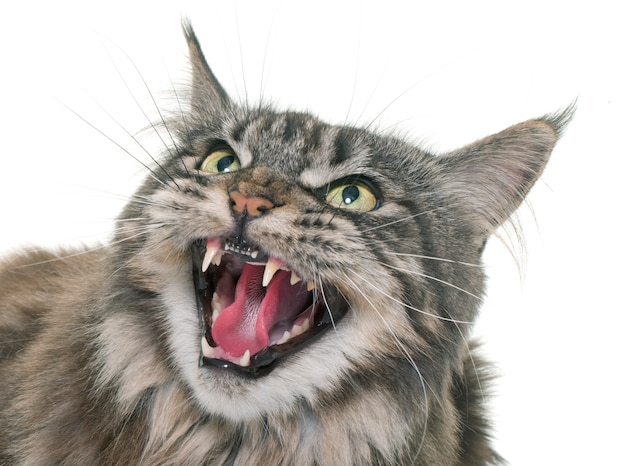 angry maine coon