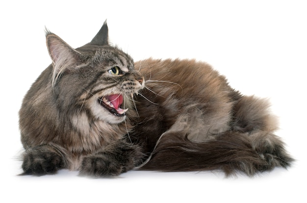 angry maine coon