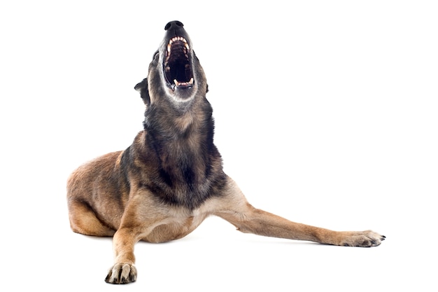 Angry malinois