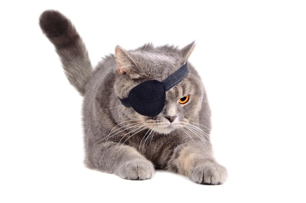 Photo angry pirate cat