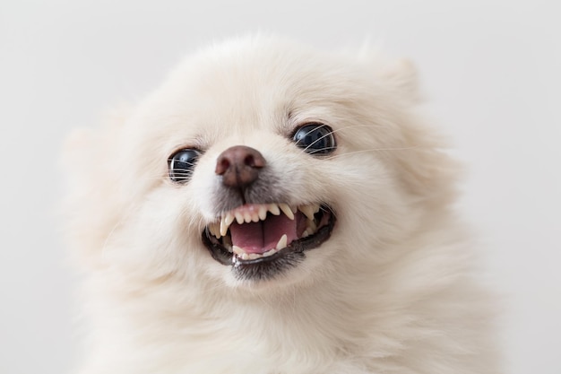 Angry pomeranian over white background